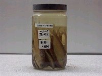 藏品(中國小砂(魚丁))的圖片